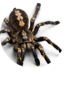 Terapias 14 Fobias